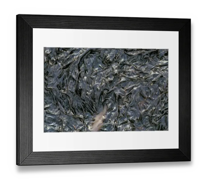 Framed Print : Seaweed - Purple Laver (Porphyra umbilicalis) Attached to rocks / from which laver bread is Framed Print : Seaweed - Purple Laver (Porphyra umbilicalis) Attached to rocks / from which laver bread is