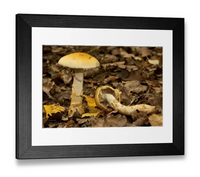 Framed Print : Birch Webcap (Cortinarius triumphans) fruiting bodies, growing under birch trees in woodland Framed Print : Birch Webcap (Cortinarius triumphans) fruiting bodies, growing under birch trees in woodland
