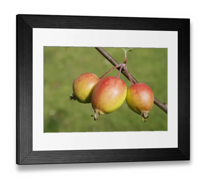 Framed Print : John Downie Crabapple (Malus sp. ) John Downie, close-up of ripe fruit, on tree in garden, Suffolk, England, july