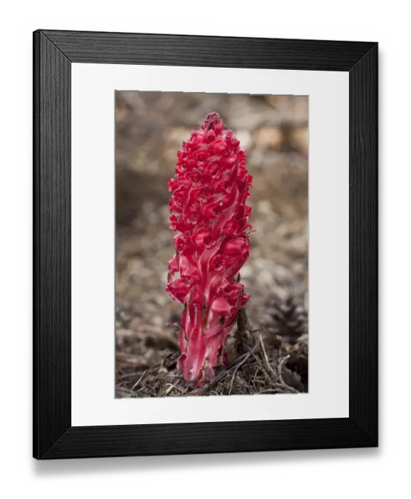 Framed Print : Snow Plant (Sarcodes sanguinea) flowering, parasitic on fungi in conifer forest, Sierra Nevada, California, U. S. A. july Framed Print : Snow Plant (Sarcodes sanguinea) flowering, parasitic on fungi in conifer forest, Sierra Nevada, California, U. S. A. july