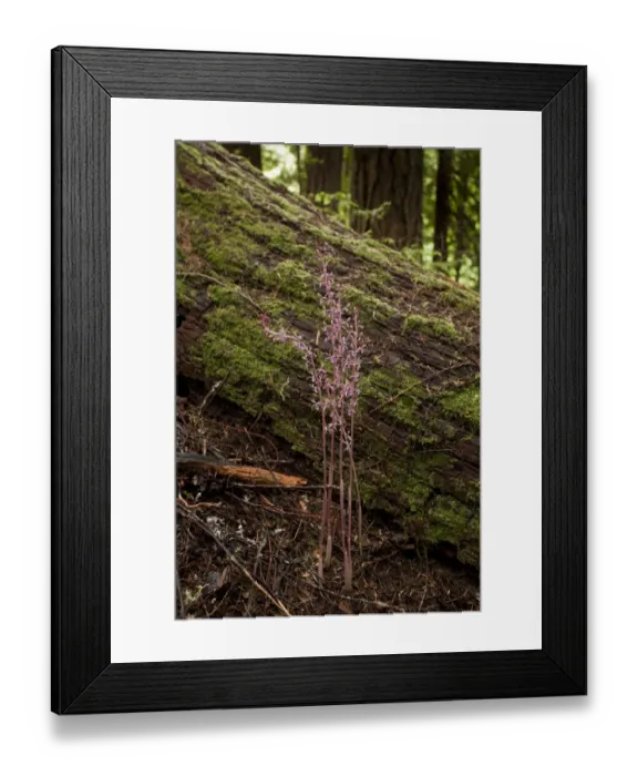 Framed Print : Western Coralroot (Corallorhiza mertensiana) flowering, growing in ancient coniferous forest, Washington, U. S. A. july Framed Print : Western Coralroot (Corallorhiza mertensiana) flowering, growing in ancient coniferous forest, Washington, U. S. A. july