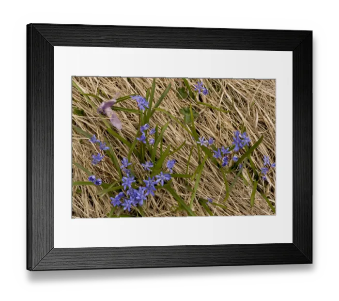 Framed Print : Alpine Squill (Scilla bifolia) flowering, growing on mountain snowline, Rila Mountains, Bulgaria, may Framed Print : Alpine Squill (Scilla bifolia) flowering, growing on mountain snowline, Rila Mountains, Bulgaria, may