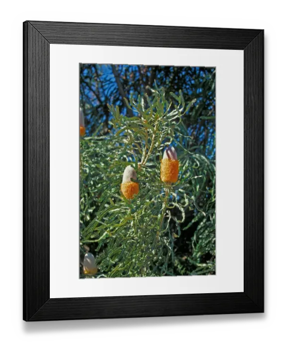 Framed Print : Acorn Banksia (Banksia prionotes) Flowering head / Australia Framed Print : Acorn Banksia (Banksia prionotes) Flowering head / Australia