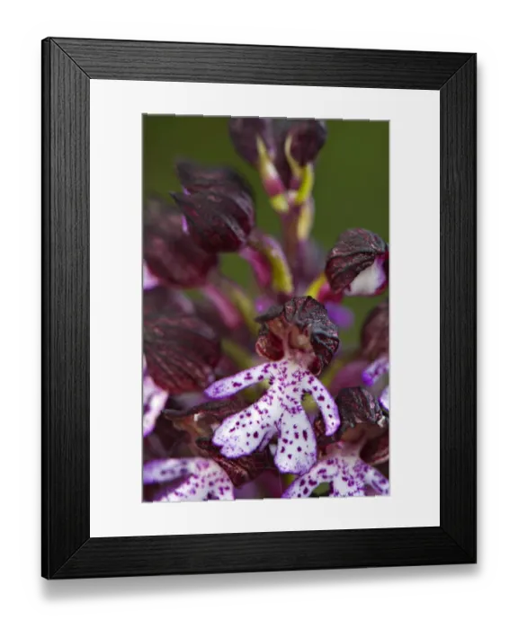 Framed Print : Lady Orchid (Orchis purpurea) close-up of flowers, Italy, april