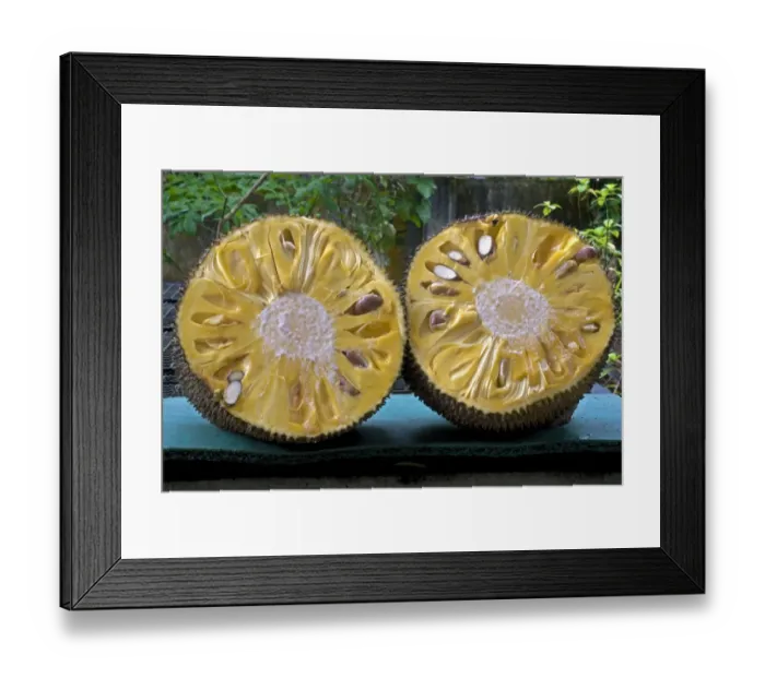 Framed Print : Chempedak (Artocarpus integrifolia) halved fruit, showing flesh and seeds, Trivandrum, Kerala, India Framed Print : Chempedak (Artocarpus integrifolia) halved fruit, showing flesh and seeds, Trivandrum, Kerala, India