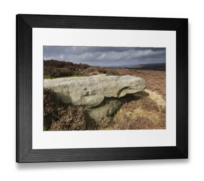 Framed Print : Rock in heather moorland habitat, Stanage Edge, Peak District, Derbyshire, England, march Framed Print : Rock in heather moorland habitat, Stanage Edge, Peak District, Derbyshire, England, march