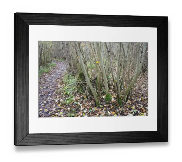 Framed Print : Small-leaved Lime (Tilia cordata) coppiced stool, beside path in coppice woodland reserve, Bradfield Woods N. N. R Framed Print : Small-leaved Lime (Tilia cordata) coppiced stool, beside path in coppice woodland reserve, Bradfield Woods N. N. R