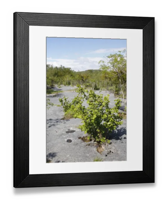 Framed Print : Common Hazel (Corylus avellana) and Common Ash (Fraxinus excelsior) habit Framed Print : Common Hazel (Corylus avellana) and Common Ash (Fraxinus excelsior) habit