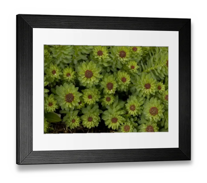 Framed Print : Roseroot (Rhodiola rosea) clump in bud, Julian Alps, Slovenia, june Framed Print : Roseroot (Rhodiola rosea) clump in bud, Julian Alps, Slovenia, june
