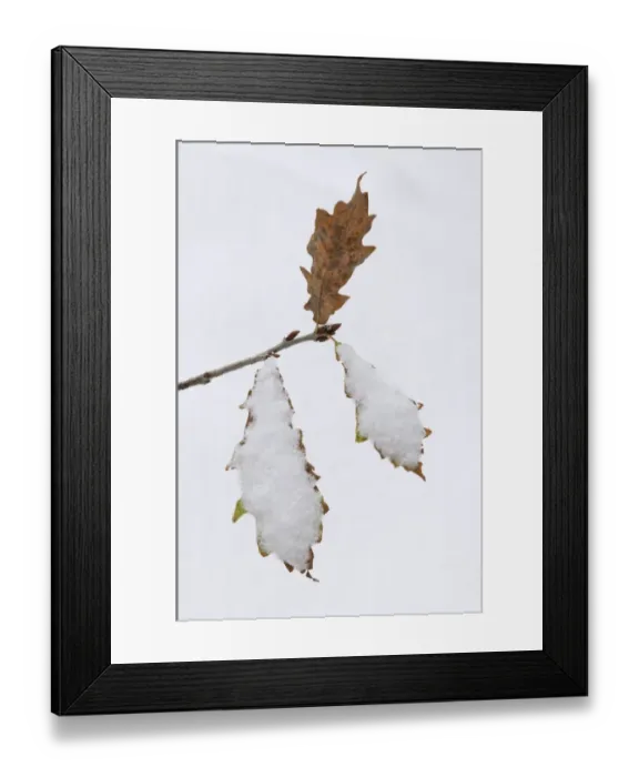 Framed Print : Common Oak (Quercus robur) close-up of snow covered leaves, Kent, England, december Framed Print : Common Oak (Quercus robur) close-up of snow covered leaves, Kent, England, december