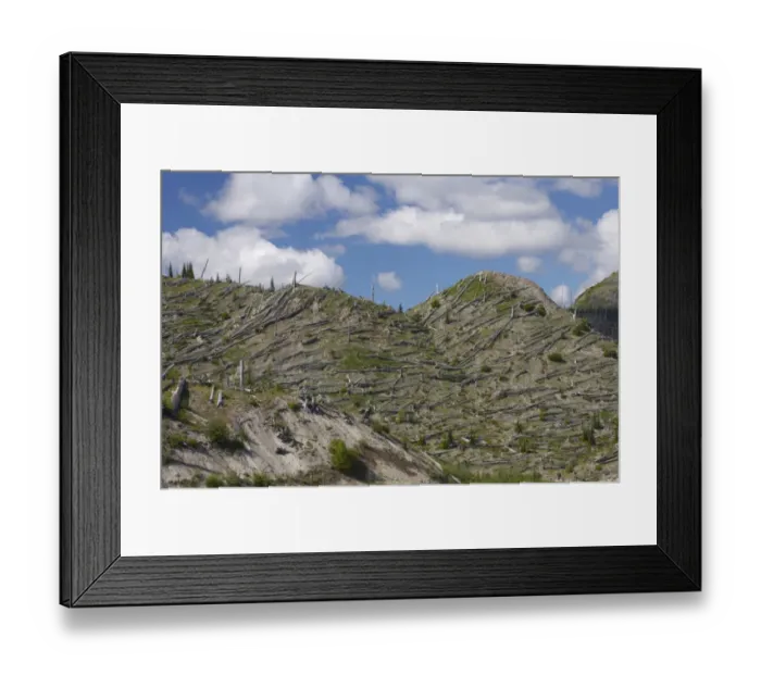 Framed Print : Regenerating vegetation amongst remains of trees blasted flat by volcanic eruption, Mount St. Helens N. P Framed Print : Regenerating vegetation amongst remains of trees blasted flat by volcanic eruption, Mount St. Helens N. P