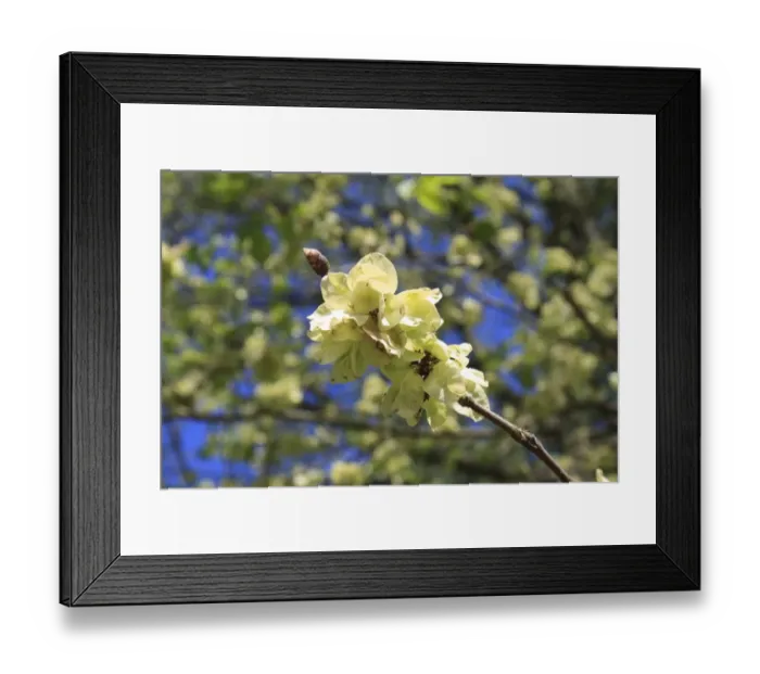 Framed Print : Wych Elm (Ulmus glabra) close-up of fruit, Thornham Estate, Thornham Magna, Suffolk, England, may Framed Print : Wych Elm (Ulmus glabra) close-up of fruit, Thornham Estate, Thornham Magna, Suffolk, England, may