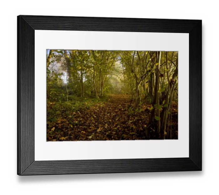 Framed Print : Common Hazel (Corylus avellana) coppiced woodland habitat with pathway in mist, Merrals Shaw