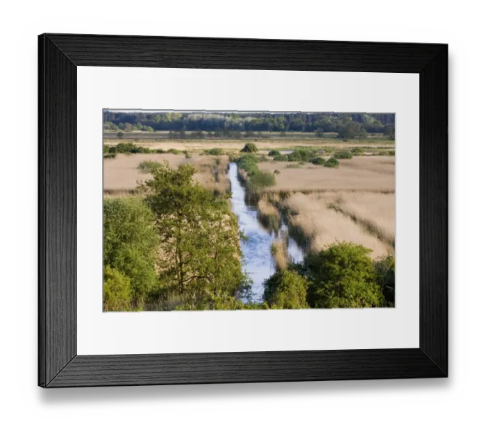 Framed Print : View of reedbed habitat, looking from Whin Hill, Minsmere RSPB Reserve, England, may Framed Print : View of reedbed habitat, looking from Whin Hill, Minsmere RSPB Reserve, England, may
