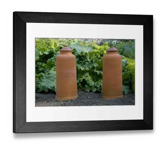 Framed Print : Rhubarb (Rheum sp. ) two terracotta forcers, in vegetable garden, Norfolk, England, april Framed Print : Rhubarb (Rheum sp. ) two terracotta forcers, in vegetable garden, Norfolk, England, april