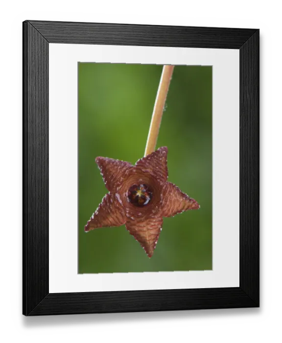 Framed Print : Carrion Flower (Stapelia similis) close-up of flower, South Africa Framed Print : Carrion Flower (Stapelia similis) close-up of flower, South Africa