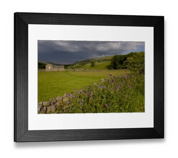 Framed Print : Melancholy Thistle (Cirsium heterophyllum) and Meadow Cranesbill (Geranium pratense) flowering