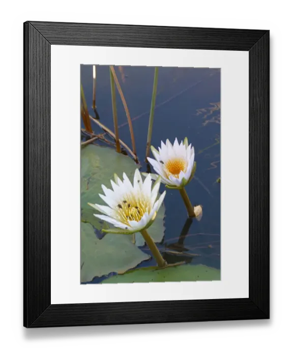 Framed Print : Night-blooming Waterlily (Nymphaea lotus) flowering, with flies feeding on pollen, Okavango Delta, Botswana Framed Print : Night-blooming Waterlily (Nymphaea lotus) flowering, with flies feeding on pollen, Okavango Delta, Botswana