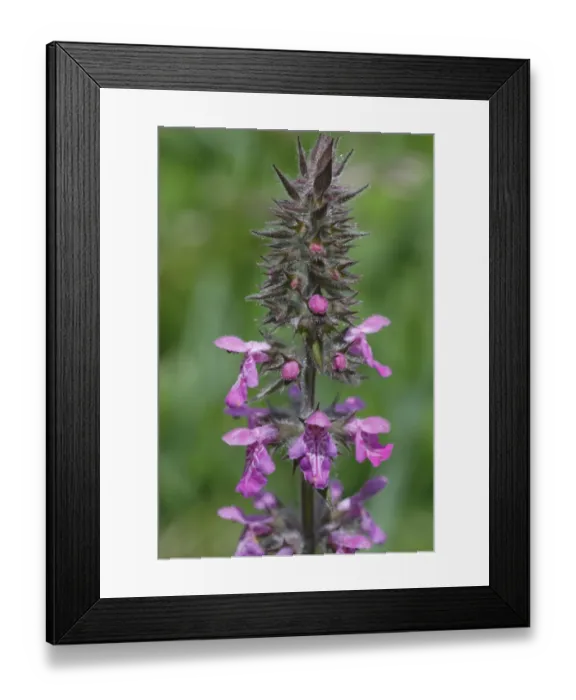 Framed Print : Marsh Woundwort (Stachys palustris) flowering, Powys, Wales, july Framed Print : Marsh Woundwort (Stachys palustris) flowering, Powys, Wales, july
