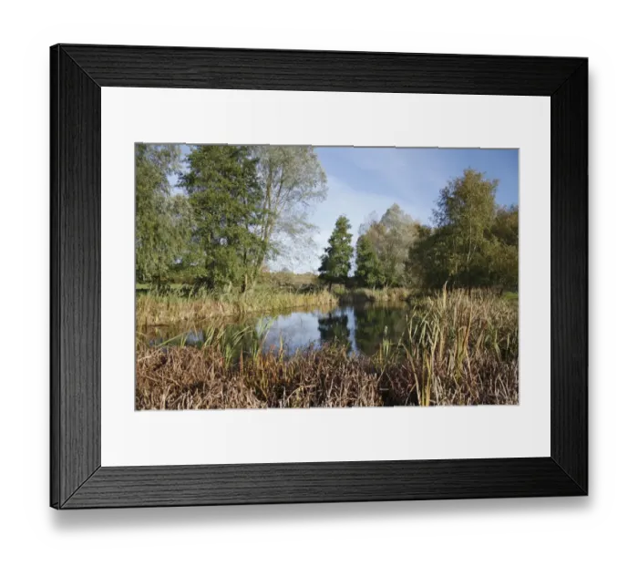 Framed Print : View of pond and trees on unimproved wet grazing meadow, River Dove, Thornham Magna, Suffolk, England, october Framed Print : View of pond and trees on unimproved wet grazing meadow, River Dove, Thornham Magna, Suffolk, England, october