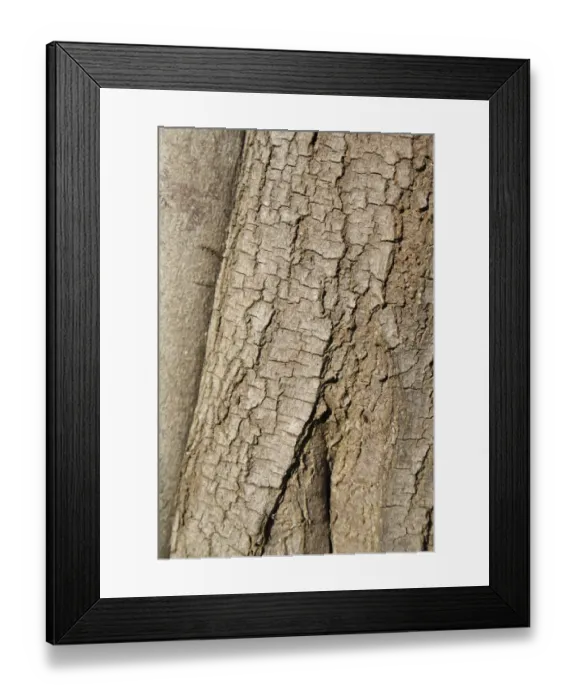 Framed Print : Silver Wattle (Acacia dealbata) close-up of bark, growing in garden, Bembridge, Isle of Wight, England, june Framed Print : Silver Wattle (Acacia dealbata) close-up of bark, growing in garden, Bembridge, Isle of Wight, England, june