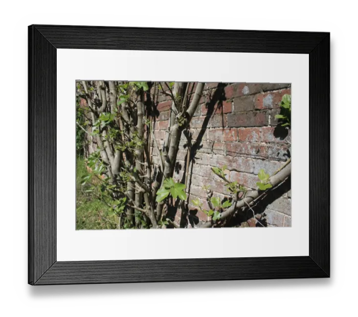 Framed Print : Common Fig (Ficus carica) growing against brick wall of walled garden, Thornham Estate, Thornham Magna, Suffolk