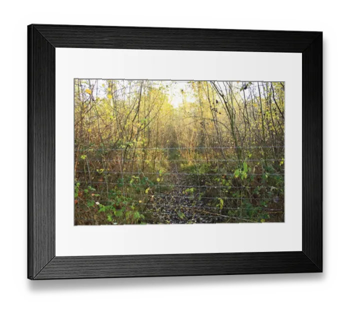 Framed Print : Common Hazel (Corylus avellana) coppiced ancient woodland habitat with wire fencing as protection from browsing deer Framed Print : Common Hazel (Corylus avellana) coppiced ancient woodland habitat with wire fencing as protection from browsing deer