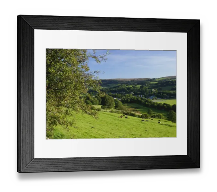 Framed Print : View of cattle grazing in pasture above small town, Pateley Bridge, Nidderdale, Yorkshire Dales, North Yorkshire Framed Print : View of cattle grazing in pasture above small town, Pateley Bridge, Nidderdale, Yorkshire Dales, North Yorkshire