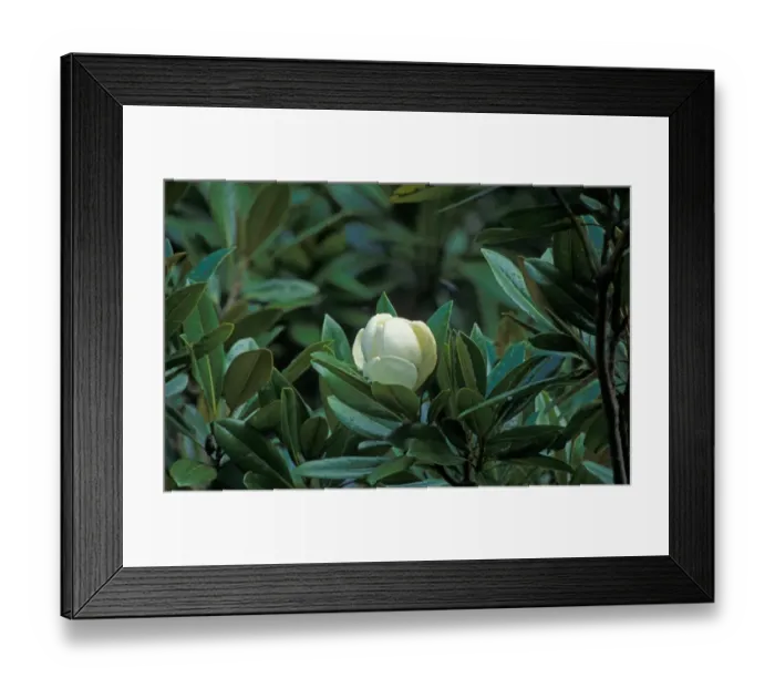 Framed Print : Magnolia - Southern or Evergreen (Magnolia grandiflora) Flower Framed Print : Magnolia - Southern or Evergreen (Magnolia grandiflora) Flower
