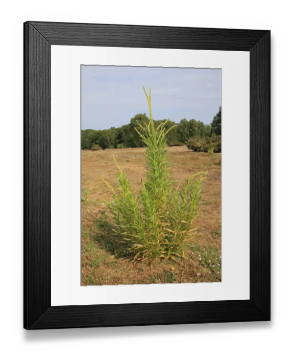 Framed Print : Weld (Reseda luteola) flowering, growing in mixed acid grassland and heathland habitat, Little Ouse Headwaters Project Framed Print : Weld (Reseda luteola) flowering, growing in mixed acid grassland and heathland habitat, Little Ouse Headwaters Project