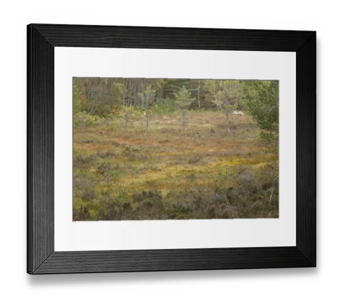 Framed Print : Raised bog habitat with Scots Pine (Pinus sylvestris) trees between eskers Framed Print : Raised bog habitat with Scots Pine (Pinus sylvestris) trees between eskers