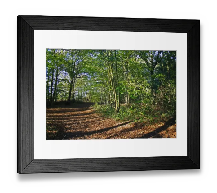 Framed Print : Path through deciduous woodland habitat, Northfield Wood, Onehouse, Suffolk, England, october Framed Print : Path through deciduous woodland habitat, Northfield Wood, Onehouse, Suffolk, England, october