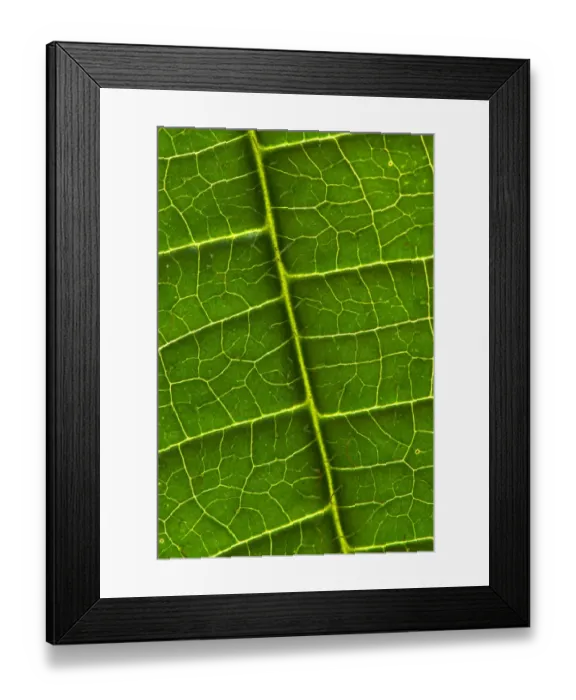 Framed Print : Tococa (Tococa guianensis) close-up of leaf and veins, South America Framed Print : Tococa (Tococa guianensis) close-up of leaf and veins, South America