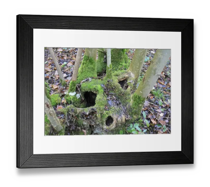 Framed Print : Small-leaved Lime (Tilia cordata) close-up of coppiced stool with moss, in coppice woodland reserve Framed Print : Small-leaved Lime (Tilia cordata) close-up of coppiced stool with moss, in coppice woodland reserve