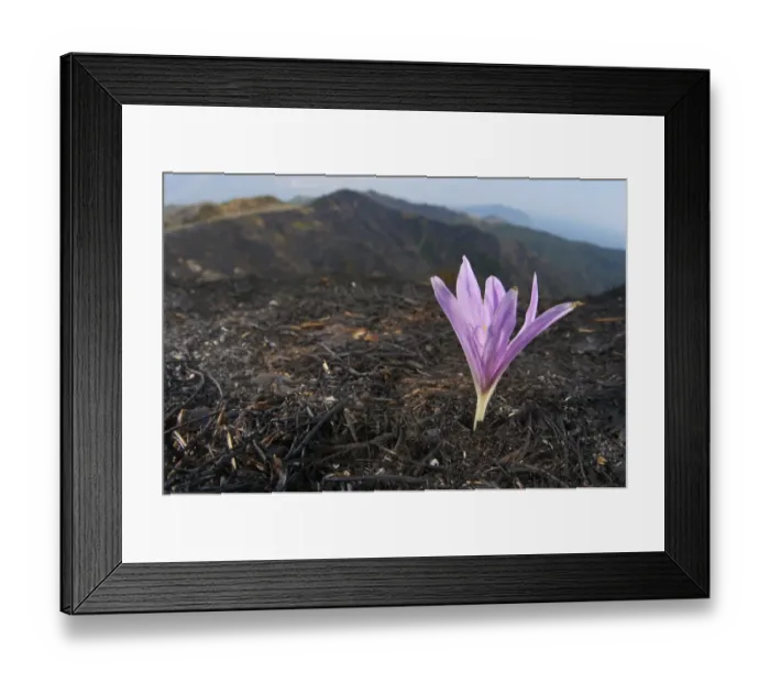 Framed Print : Autumn Crocus (Colchicum sp. ) flowering, emerging from ashes of burnt herbs, Italy Framed Print : Autumn Crocus (Colchicum sp. ) flowering, emerging from ashes of burnt herbs, Italy