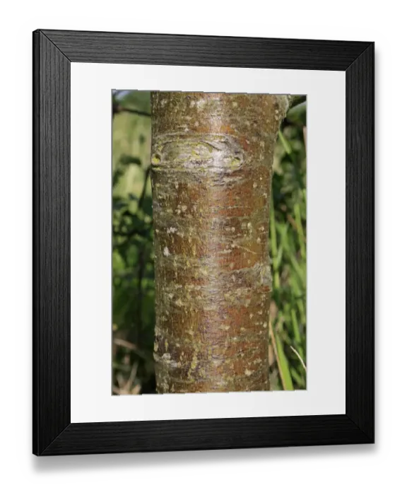 Framed Print : Cultivated Apple (Malus domestica) young tree, close-up of trunk, in garden, Suffolk, England, may