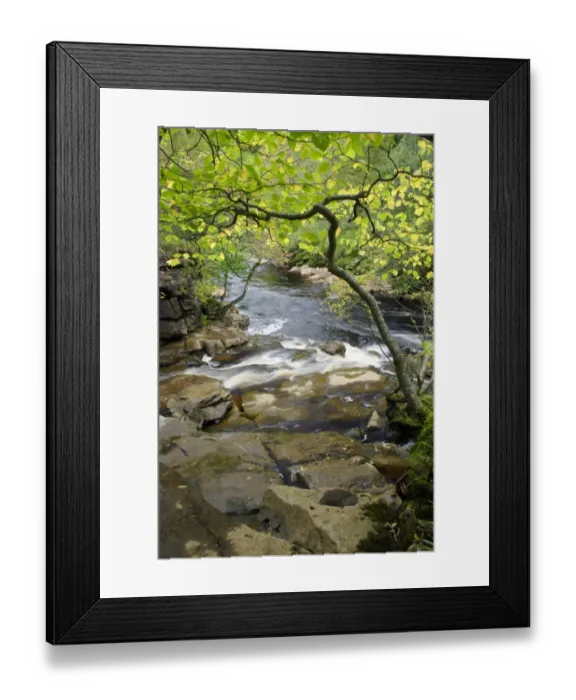 Framed Print : Confluence of stream joining river in woodland, East Gill Force, River Swale, Keld, Swaledale, Yorkshire Dales N. P