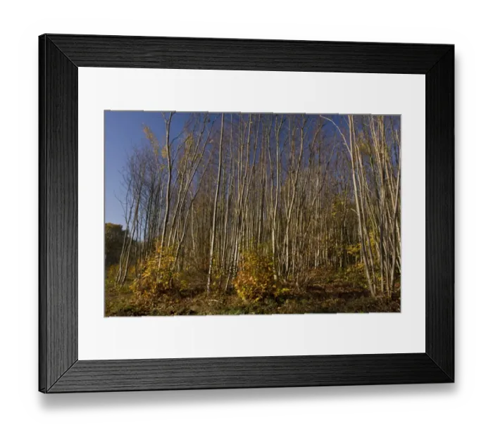 Framed Print : Sweet Chestnut (Castanea sativa) coppiced woodland, Ranscombe Farm Plantlife Reserve, Kent, England, november Framed Print : Sweet Chestnut (Castanea sativa) coppiced woodland, Ranscombe Farm Plantlife Reserve, Kent, England, november
