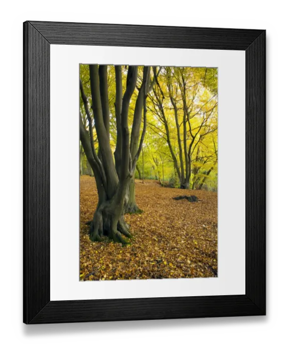 Framed Print : Deciduous woodland habitat with fallen leaves in autumn, Hazel Wood, Bramford, Suffolk, England, october Framed Print : Deciduous woodland habitat with fallen leaves in autumn, Hazel Wood, Bramford, Suffolk, England, october