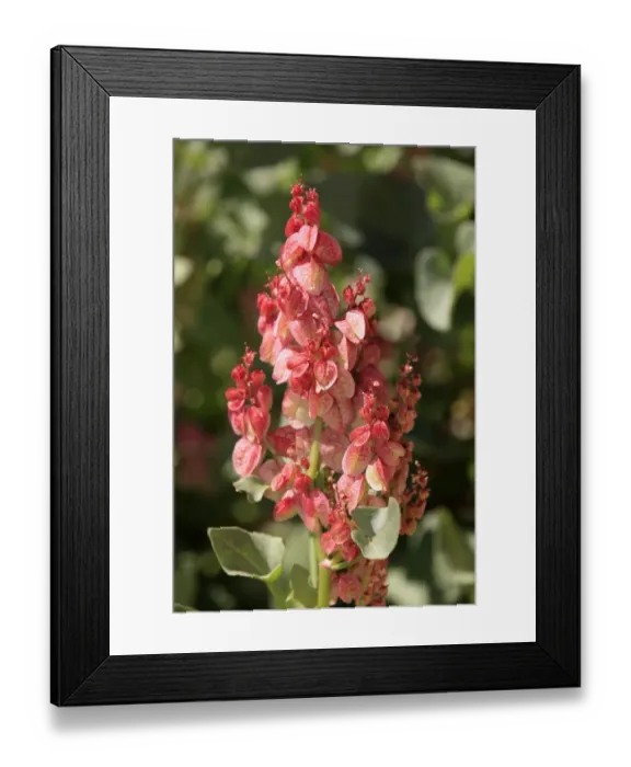 Framed Print : Bladderdock (Rumex vesicarius) introduced species, flowering, Sturt N. P. New South Wales, Australia Framed Print : Bladderdock (Rumex vesicarius) introduced species, flowering, Sturt N. P. New South Wales, Australia