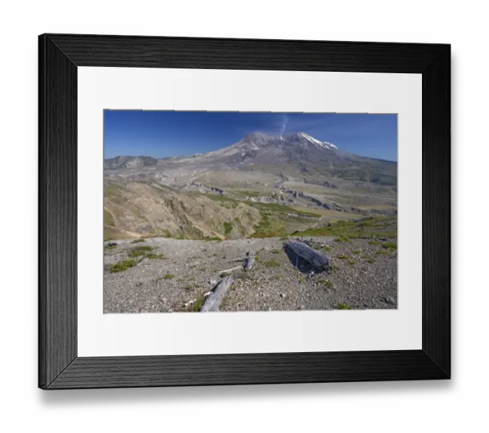 Framed Print : View of regenerating vegetation and volcano in distance, Mount St. Helens, Mount St. Helens N. P Framed Print : View of regenerating vegetation and volcano in distance, Mount St. Helens, Mount St. Helens N. P