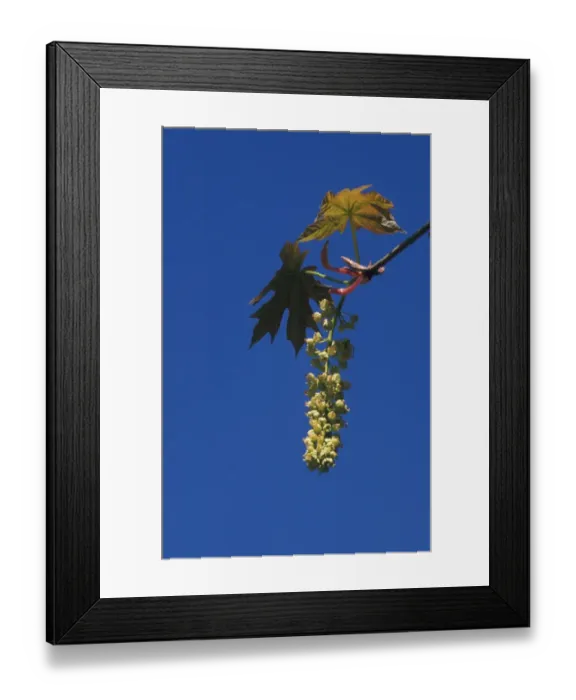Framed Print : Acer glabrum Flower  /  May. Coastal NW California