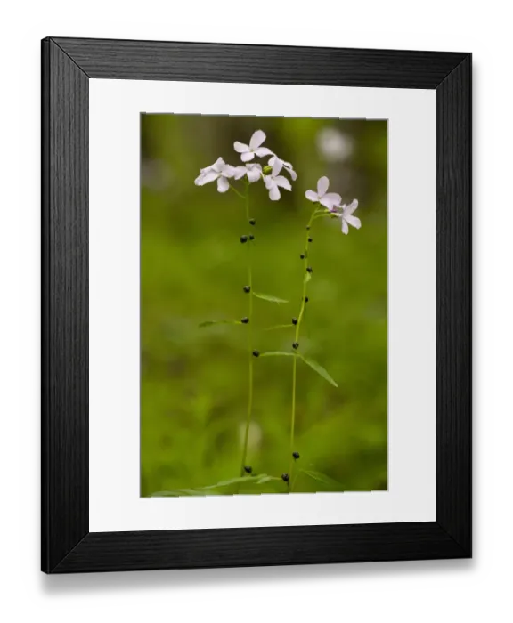 Framed Print : Coralroot Bitter-cress (Cardamine bulbifera) flowering, with bulbils on stems, growing in beech woodland, Bulgaria, may Framed Print : Coralroot Bitter-cress (Cardamine bulbifera) flowering, with bulbils on stems, growing in beech woodland, Bulgaria, may