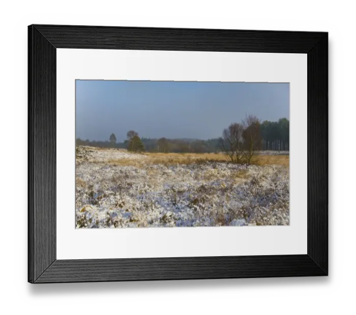 Framed Print : Snow covered heathland habitat in afternoon sunshine, Moreton, Dorset, England, december Framed Print : Snow covered heathland habitat in afternoon sunshine, Moreton, Dorset, England, december