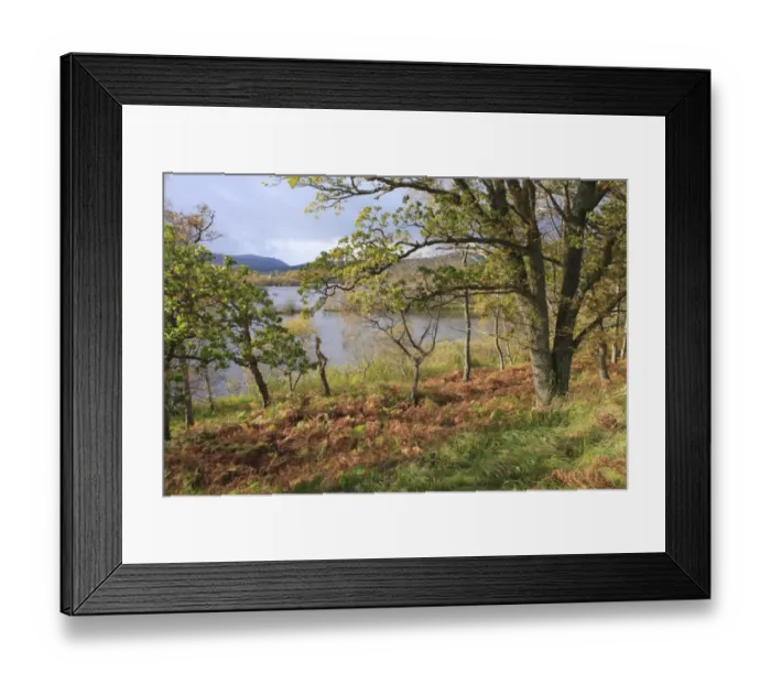 Framed Print : Oak (Quercus sp. ) woodland habitat beside freshwater loch, Loch Kinord, Muir of Dinnet National Nature Reserve