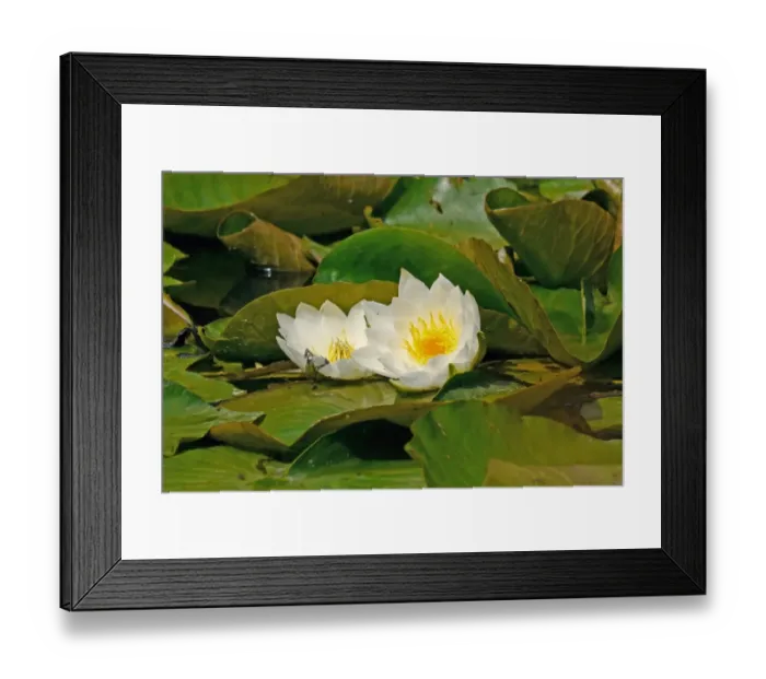 Framed Print : White Waterlily (Nymphea alba) flowering, West Sussex, England, july Framed Print : White Waterlily (Nymphea alba) flowering, West Sussex, England, july