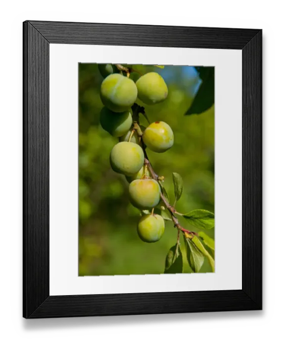 Framed Print : Damson (Prunus domestica var. insititia) Mirabelle Golden Sphere, close-up of fruit, growing in orchard, Norfolk Framed Print : Damson (Prunus domestica var. insititia) Mirabelle Golden Sphere, close-up of fruit, growing in orchard, Norfolk