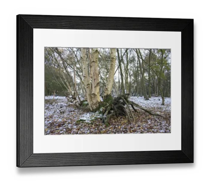 Framed Print : Silver Birch (Betula pendula) lateral growth of fallen trunk, in snow covered woodland habitat at edge of river valley Framed Print : Silver Birch (Betula pendula) lateral growth of fallen trunk, in snow covered woodland habitat at edge of river valley