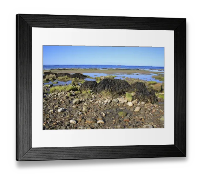 Framed Print : Bladder Wrack (Fucus vesiculosus) fronds, growing on exposed rock on shore habitat at low tide, Bembridge