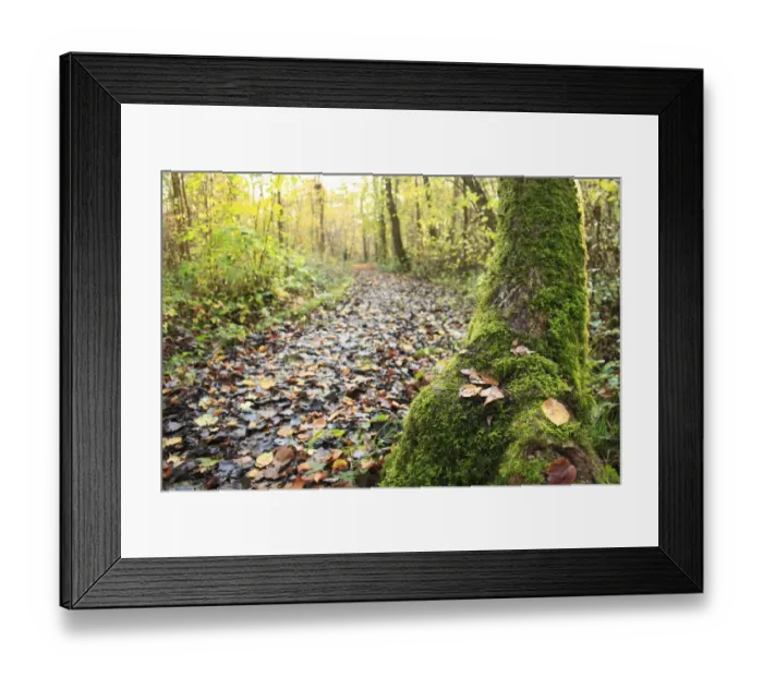 Framed Print : Moss covered tree trunk with fallen leaves beside path in ancient woodland habitat, Wolves Wood RSPB Reserve, Hadleigh Framed Print : Moss covered tree trunk with fallen leaves beside path in ancient woodland habitat, Wolves Wood RSPB Reserve, Hadleigh